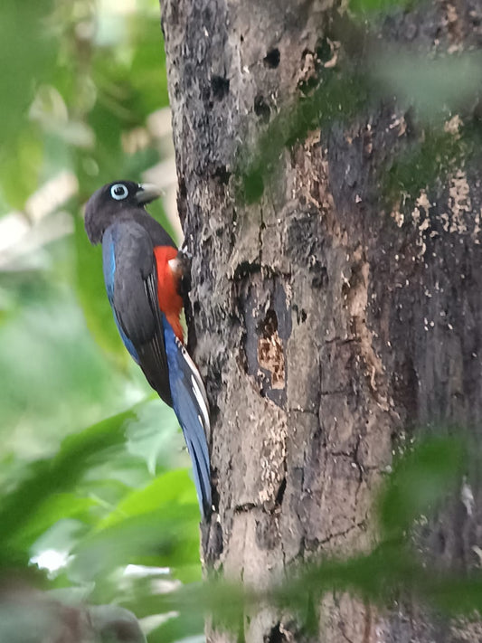 Tour Observación de Aves